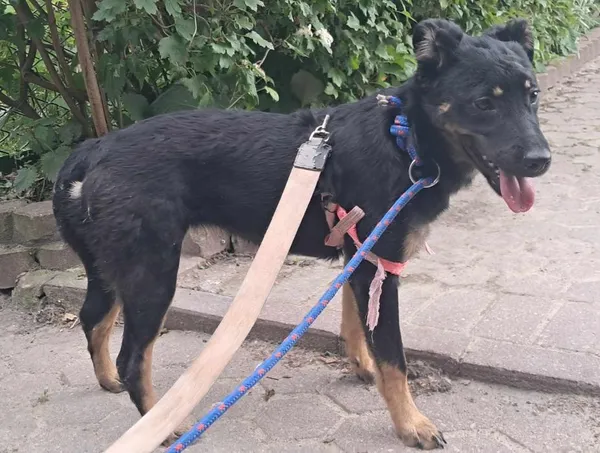 Znaleziono psa, Toruń, 1 czerwca 2025