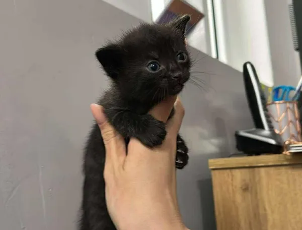 Znaleziono kota, Toruń, 30 maja 2025