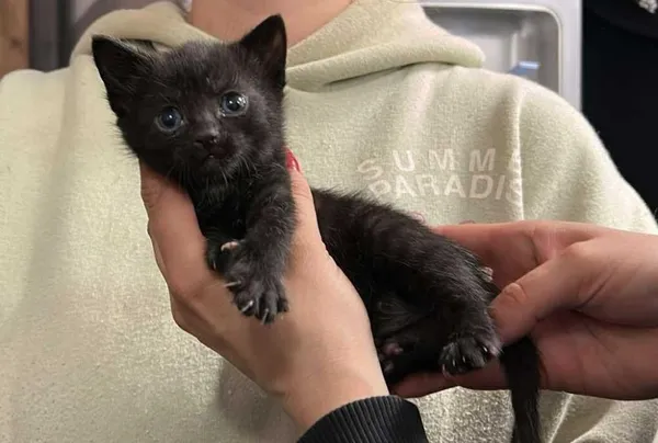 Znaleziono kota, Toruń, 30 maja 2025