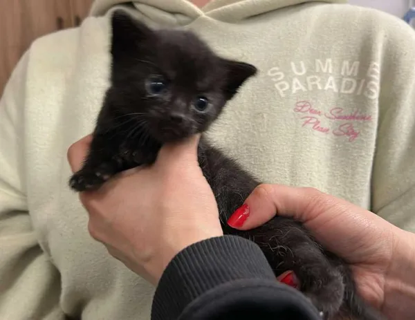 Znaleziono kota, Toruń, 30 maja 2025