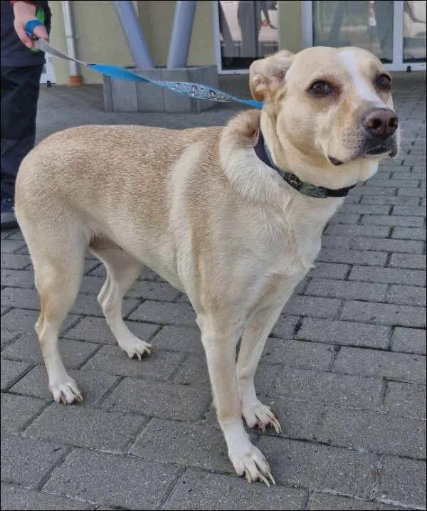 Znaleziono psa, Grudziądz, 3 czerwca 2025