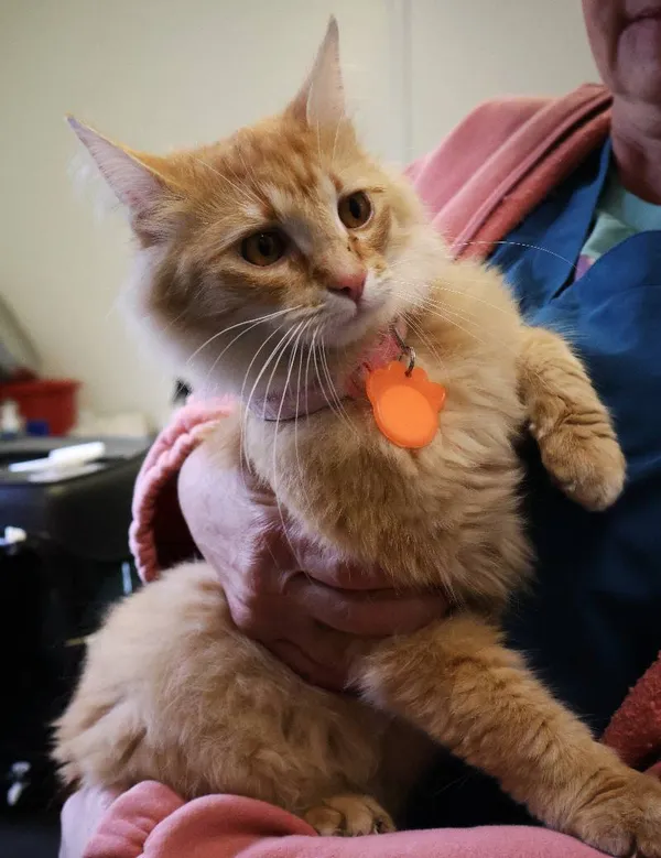 Znaleziono kota, Łódź, 3 czerwca 2025 (1/3)