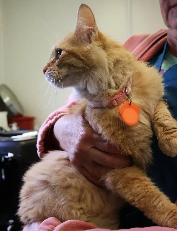 Znaleziono kota, Łódź, 3 czerwca 2025 (3/3)