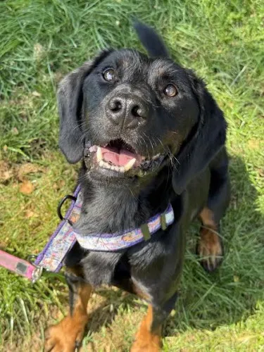 Pies do adopcji, Kraków, 17 maja 2025 (2/5)