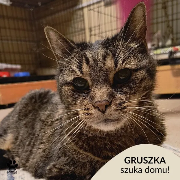 Kot do adopcji, Gdynia, 3 czerwca 2025 (1/5)