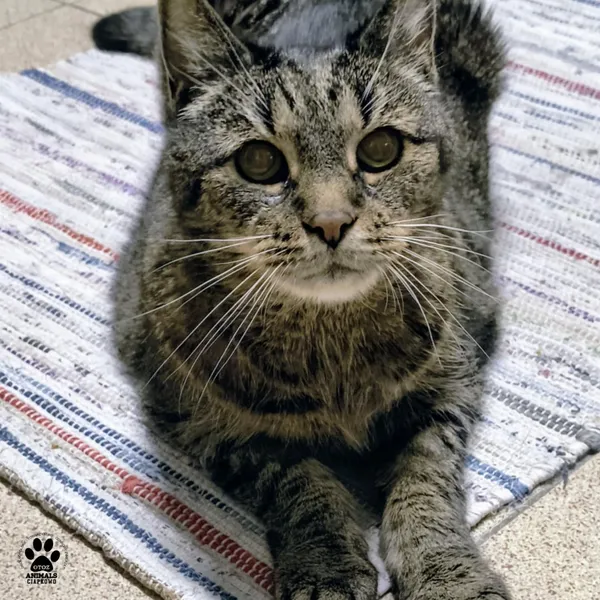 Kot do adopcji, Gdynia, 3 czerwca 2025 (2/5)