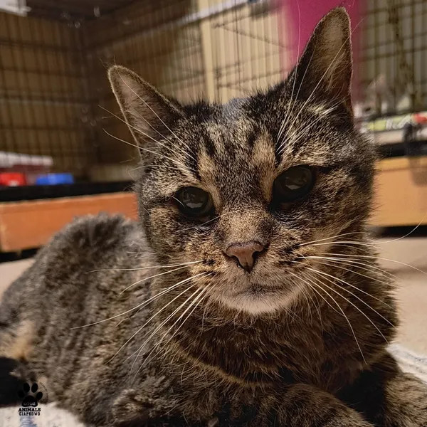 Kot do adopcji, Gdynia, 3 czerwca 2025 (4/5)