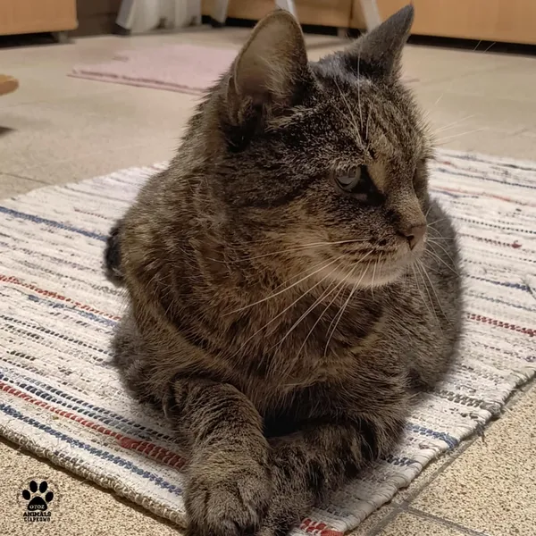 Kot do adopcji, Gdynia, 3 czerwca 2025 (5/5)