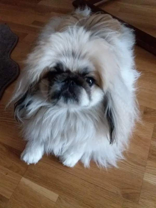 Zaginął pies, Czarna Białostocka, 3 czerwca 2025 (1/3)