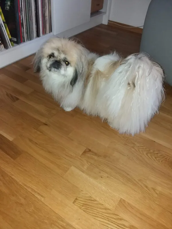 Zaginął pies, Czarna Białostocka, 3 czerwca 2025 (3/3)