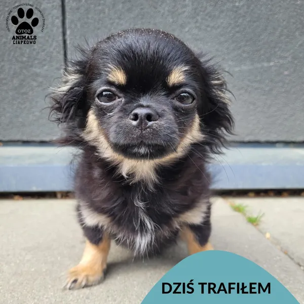 Znaleziono psa, Gdynia, 1 czerwca 2025