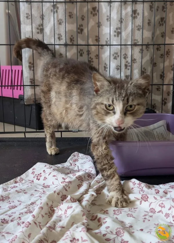 Znaleziono kota, Skałowo, 3 czerwca 2025 (1/2)