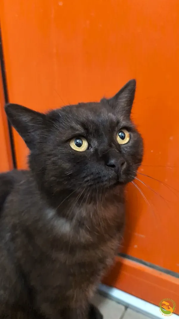 Znaleziono kota, Skałowo, 2 czerwca 2025 (1/3)