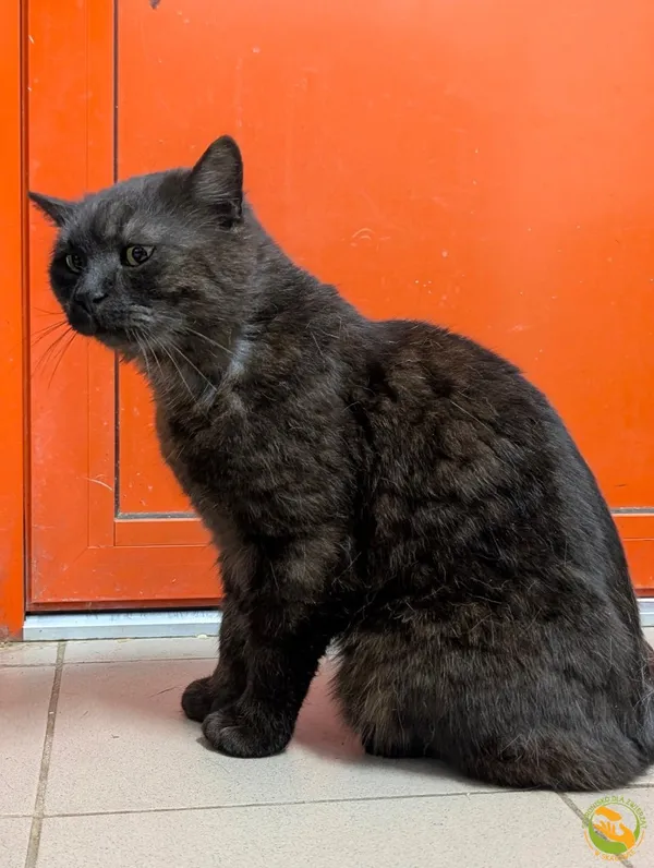 Znaleziono kota, Skałowo, 2 czerwca 2025 (2/3)