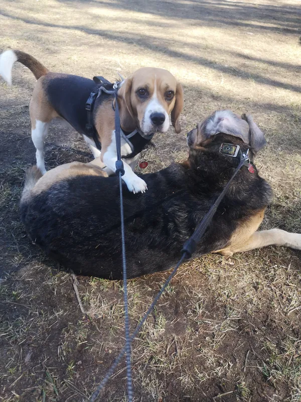 Zaginął pies, Cieksyn, 3 czerwca 2025 (2/2)