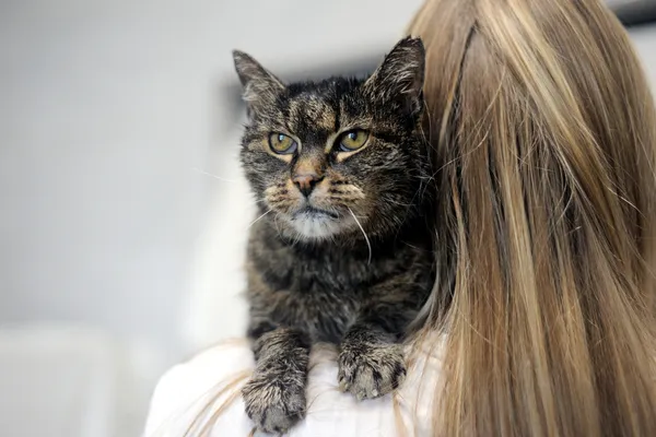 Znaleziono kota, Sosnowiec, 26 maja 2025 (1/4)