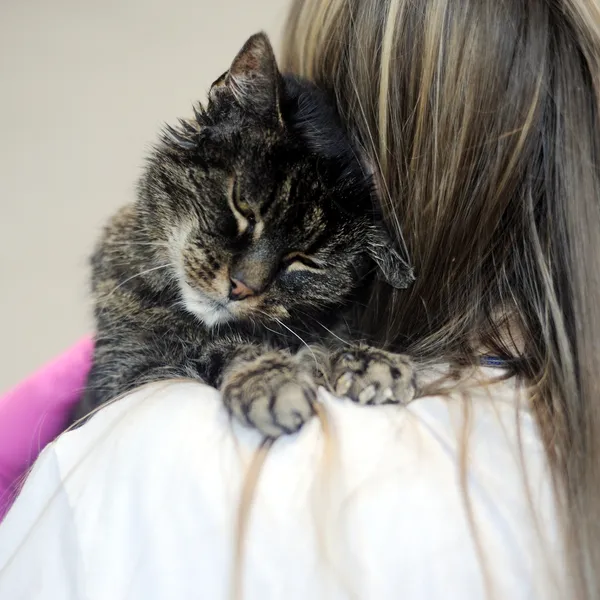 Znaleziono kota, Sosnowiec, 26 maja 2025 (2/4)