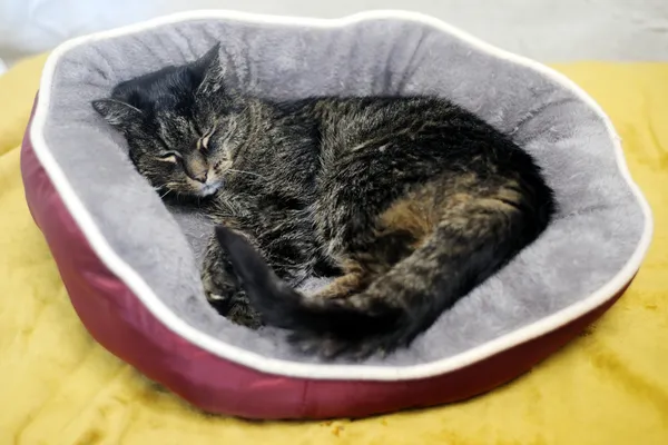 Znaleziono kota, Sosnowiec, 26 maja 2025 (4/4)