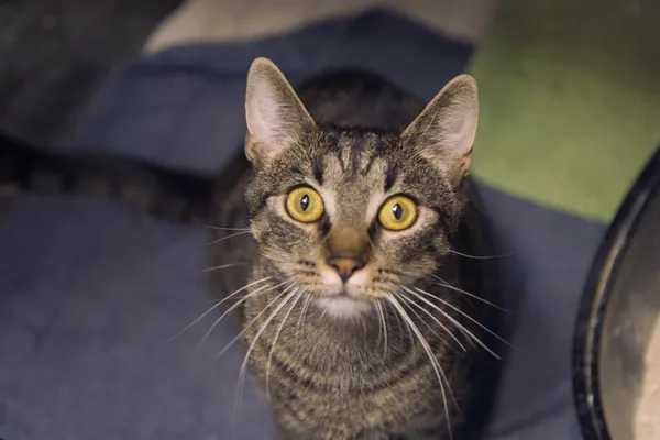 Znaleziono kota, Sosnowiec, 27 maja 2025 (5/5)