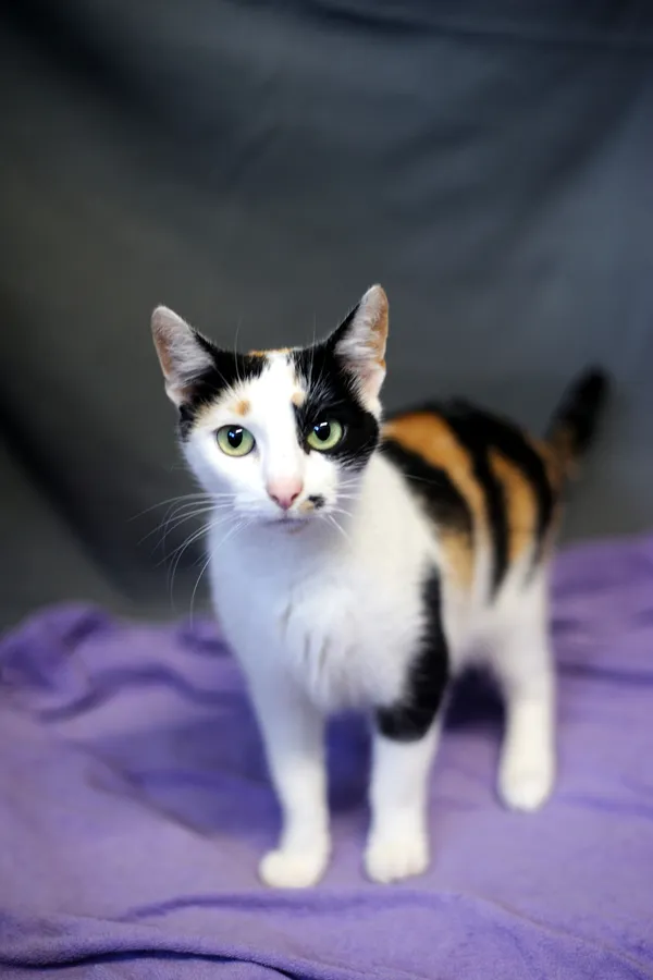 Znaleziono kota, Sosnowiec, 29 maja 2025 (2/5)