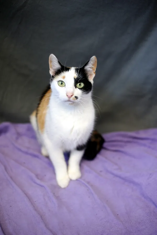 Znaleziono kota, Sosnowiec, 29 maja 2025 (5/5)