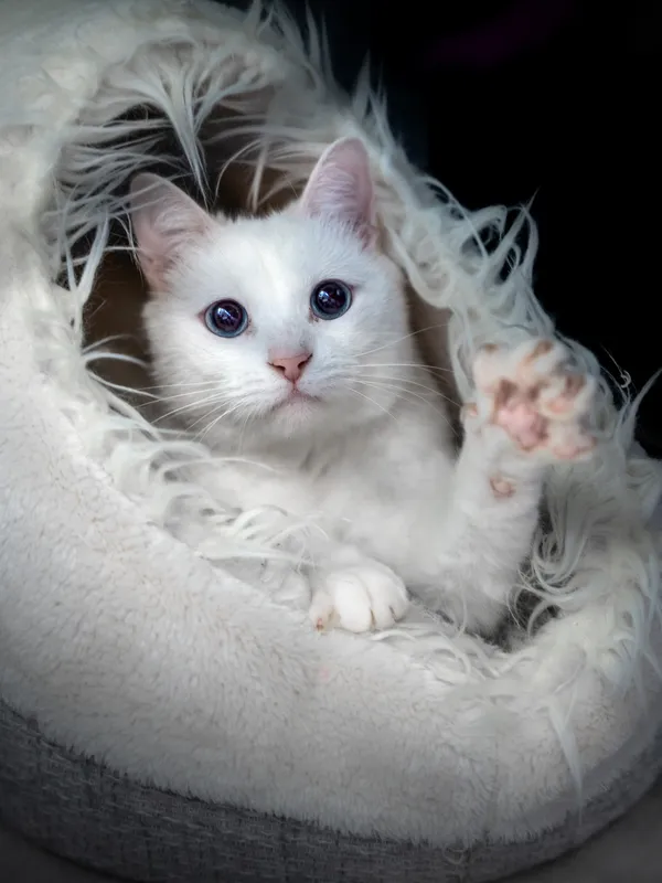 Znaleziono kota, Sosnowiec, 31 maja 2025 (1/5)