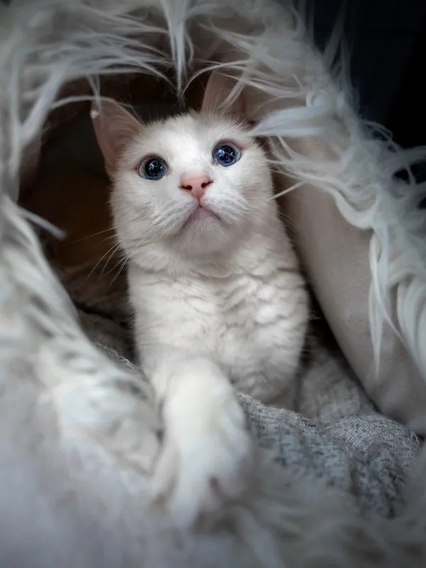 Znaleziono kota, Sosnowiec, 31 maja 2025 (3/5)