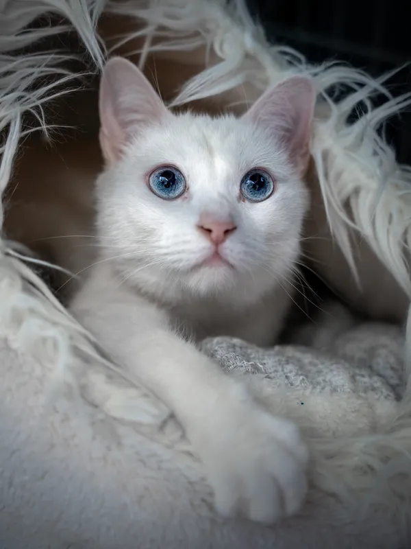 Znaleziono kota, Sosnowiec, 31 maja 2025 (4/5)