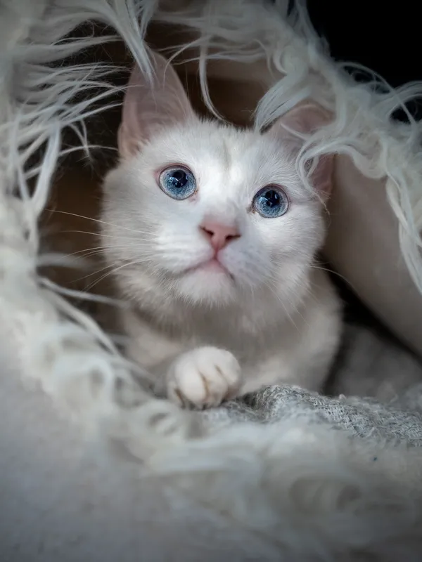 Znaleziono kota, Sosnowiec, 31 maja 2025 (5/5)