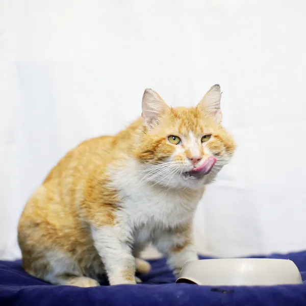 Znaleziono kota, Sosnowiec, 29 maja 2025 (2/3)