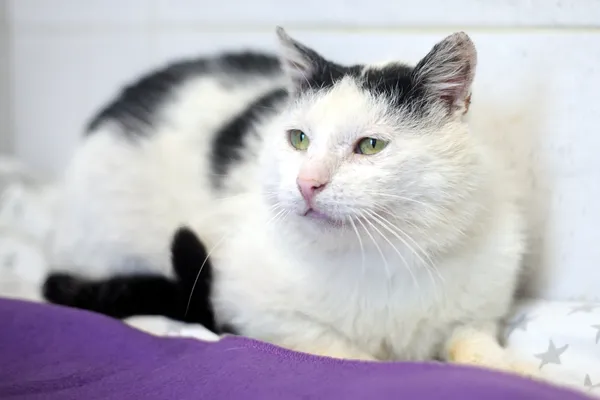 Znaleziono kota, Sosnowiec, 30 maja 2025 (4/5)