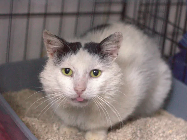 Znaleziono kota, Sosnowiec, 30 maja 2025 (5/5)