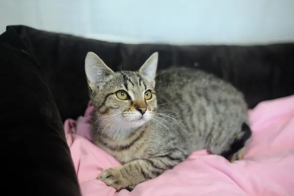 Znaleziono kota, Sosnowiec, 1 czerwca 2025 (3/5)