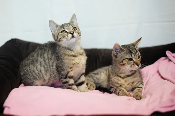 Znaleziono kota, Sosnowiec, 1 czerwca 2025 (5/5)