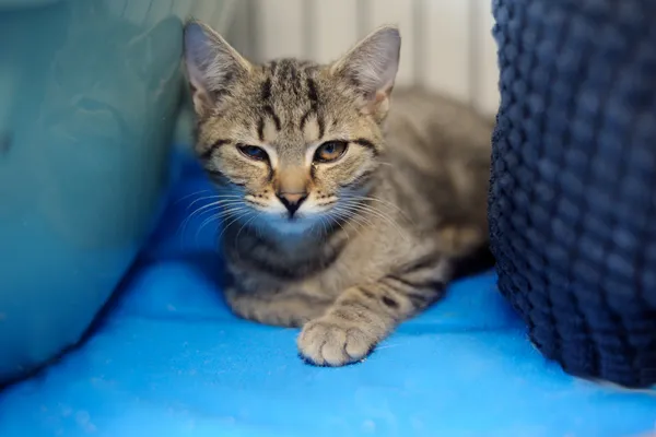 Znaleziono kota, Sosnowiec, 1 czerwca 2025 (1/5)