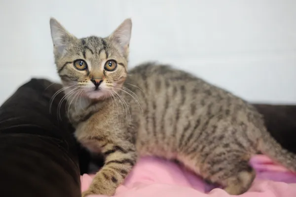 Znaleziono kota, Sosnowiec, 1 czerwca 2025 (2/5)