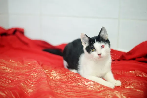 Znaleziono kota, Sosnowiec, 27 maja 2025 (1/4)