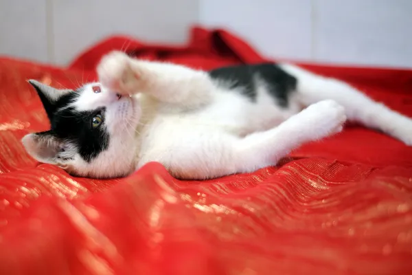 Znaleziono kota, Sosnowiec, 27 maja 2025 (2/4)