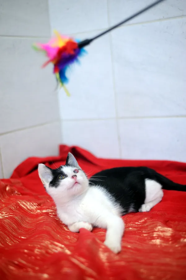 Znaleziono kota, Sosnowiec, 27 maja 2025 (3/4)