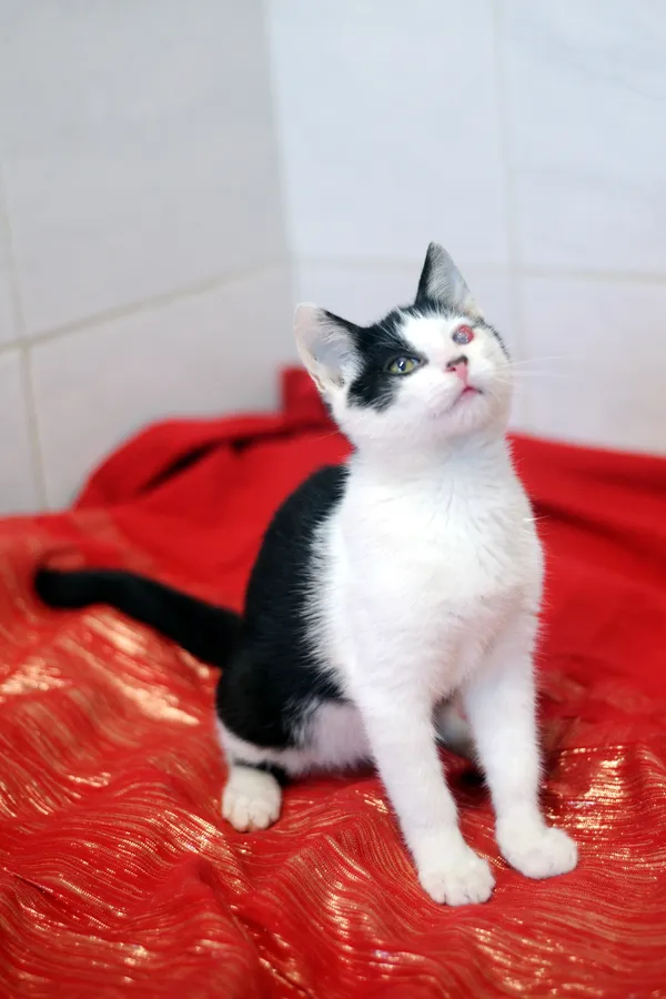 Znaleziono kota, Sosnowiec, 27 maja 2025 (4/4)