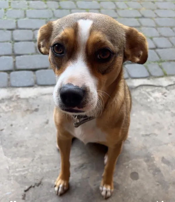 Zaginął pies, Kanie, 3 czerwca 2025 (1/3)