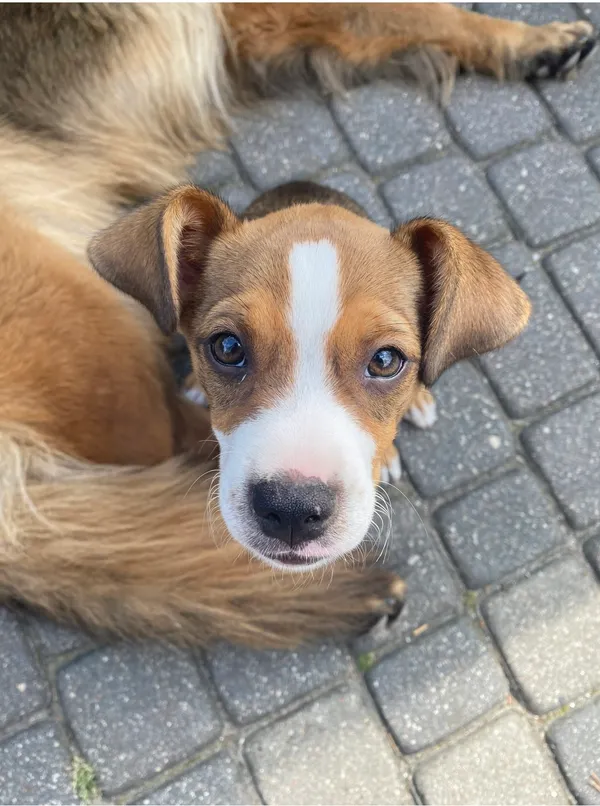 Zaginął pies, Kanie, 3 czerwca 2025 (2/3)