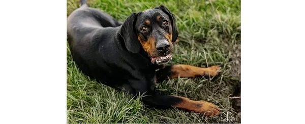 Znaleziono psa, Wrocław, 11 czerwca 2024 (2/2)