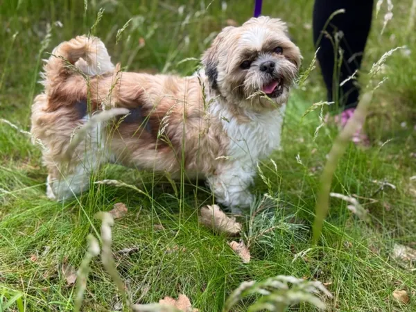 Pies do adopcji, Piła, 2 maja 2025 (3/5)