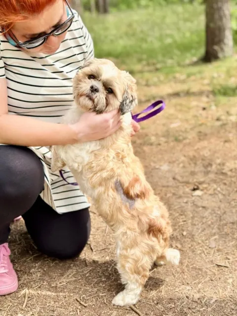 Pies do adopcji, Piła, 2 maja 2025 (4/5)