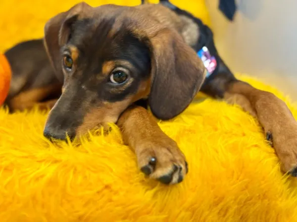 Pies do adopcji, Piła, 16 maja 2025 (2/3)