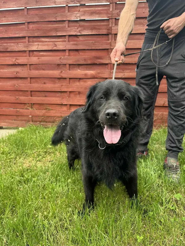 Znaleziono psa, Czartki, 3 czerwca 2025