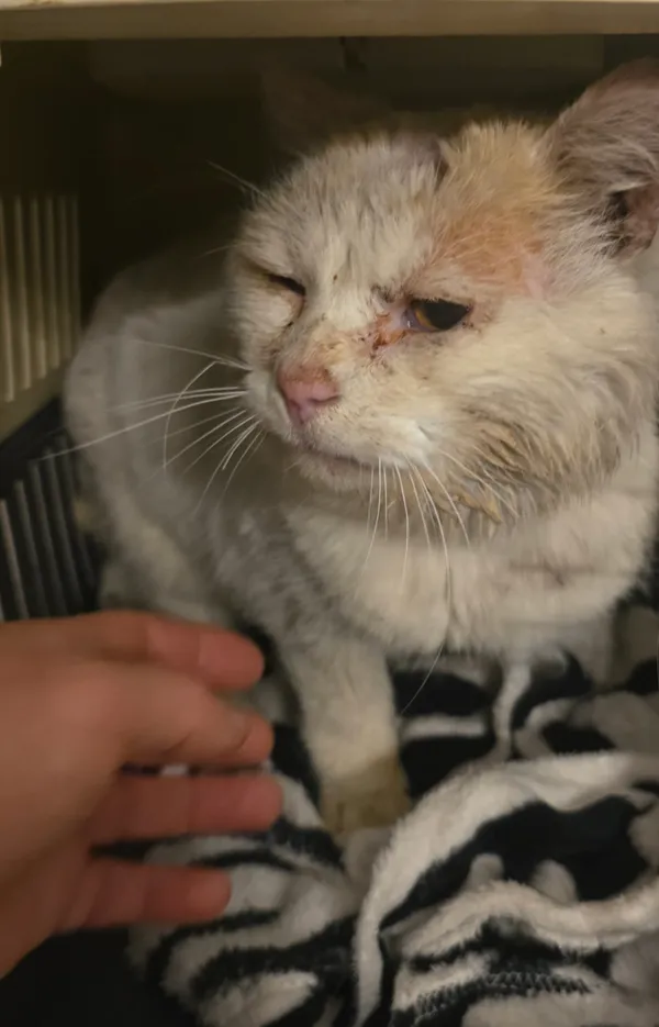 Znaleziono kota, Lądek-Zdrój, 4 czerwca 2025 (1/4)