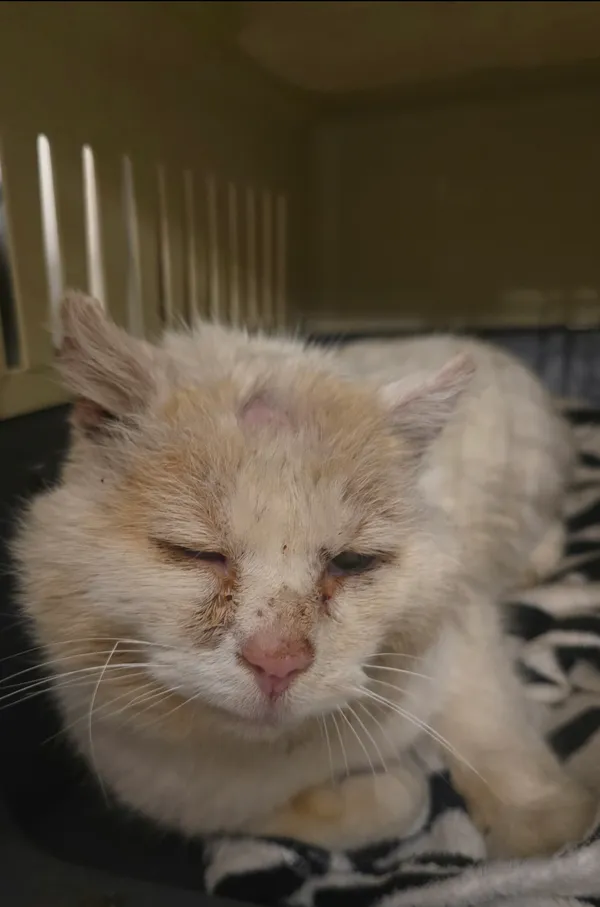 Znaleziono kota, Lądek-Zdrój, 4 czerwca 2025 (2/4)