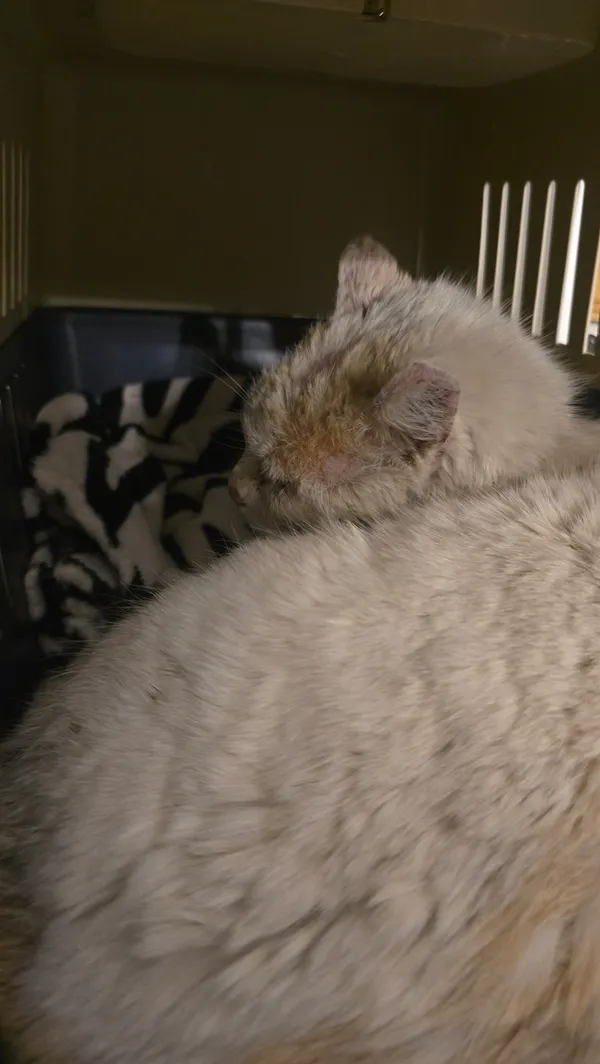 Znaleziono kota, Lądek-Zdrój, 4 czerwca 2025 (3/4)